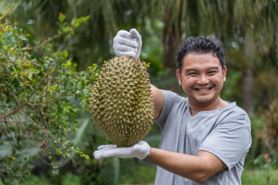 Durian Jackfruit vs.